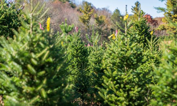 mr. jingles christmas trees los angeles