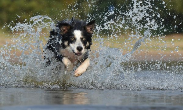 heat wave how to keep pets safe