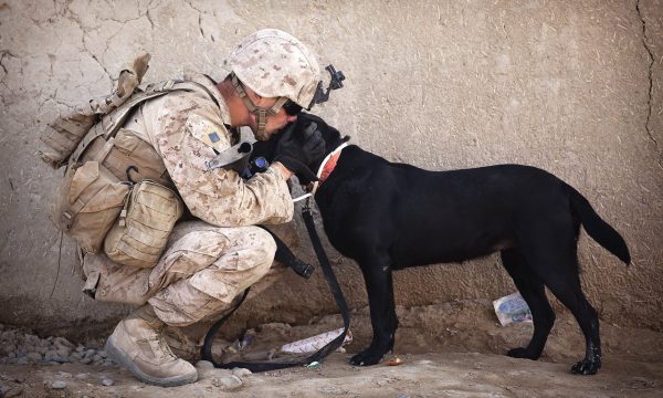 soldier-dog-companion-service