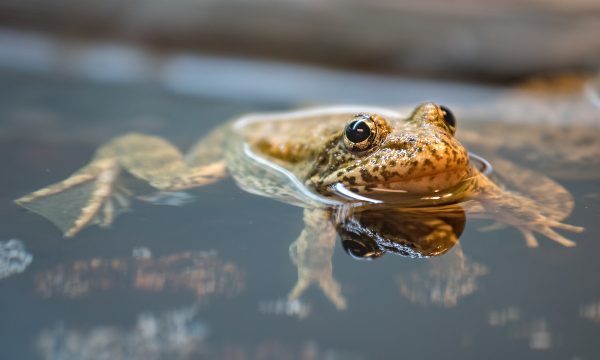 southern-mountain-yellow-legged-frogs-photo-by-jamie-pham