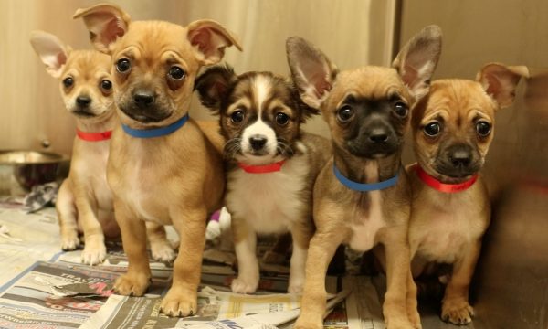 Subaru with Michigan Humane Society Puppies